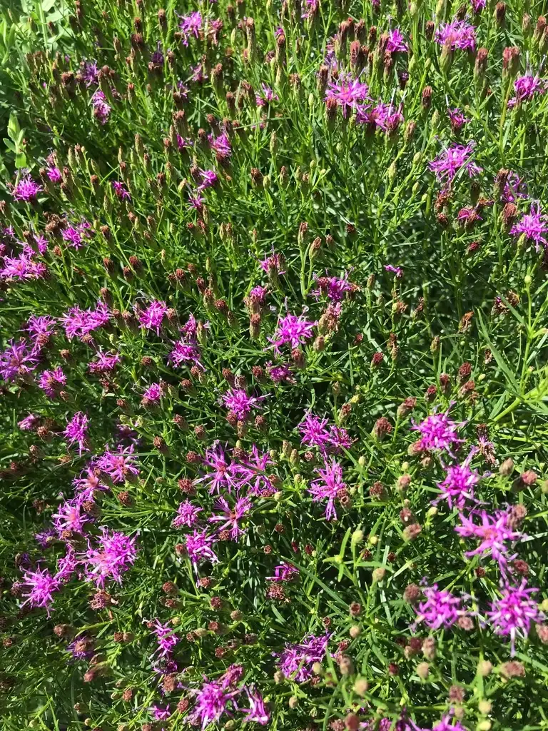 Photo of Vernonia lettermanii (Vernonia lettermaniis)