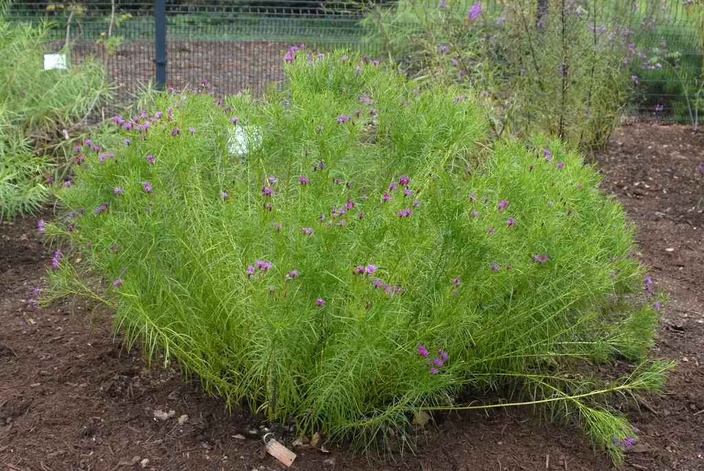 Photo of Vernonia lettermanii - Flower Form:Jim Robbins