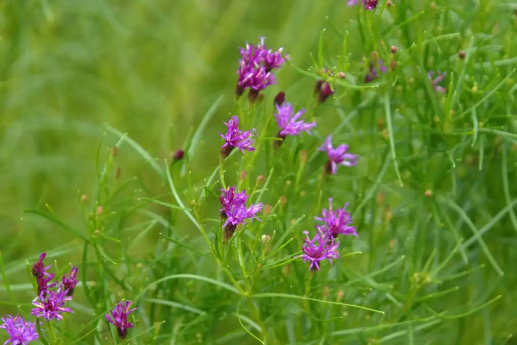 Photo of Vernonia lettermanii - Flower and Leaves:Jim Robbins
