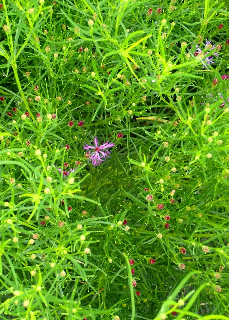 Photo of Vernonia lettermanii - Blooms:Krzysztof Ziarnek, Kenraiz