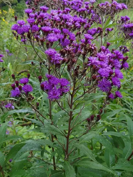 Photo of Vernonia noveboracensis (Vernonia noveboracensiss)