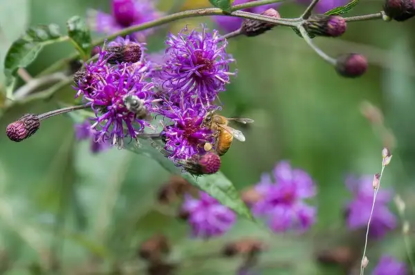 Photo of Vernonia noveboracensis (Vernonia noveboracensiss)