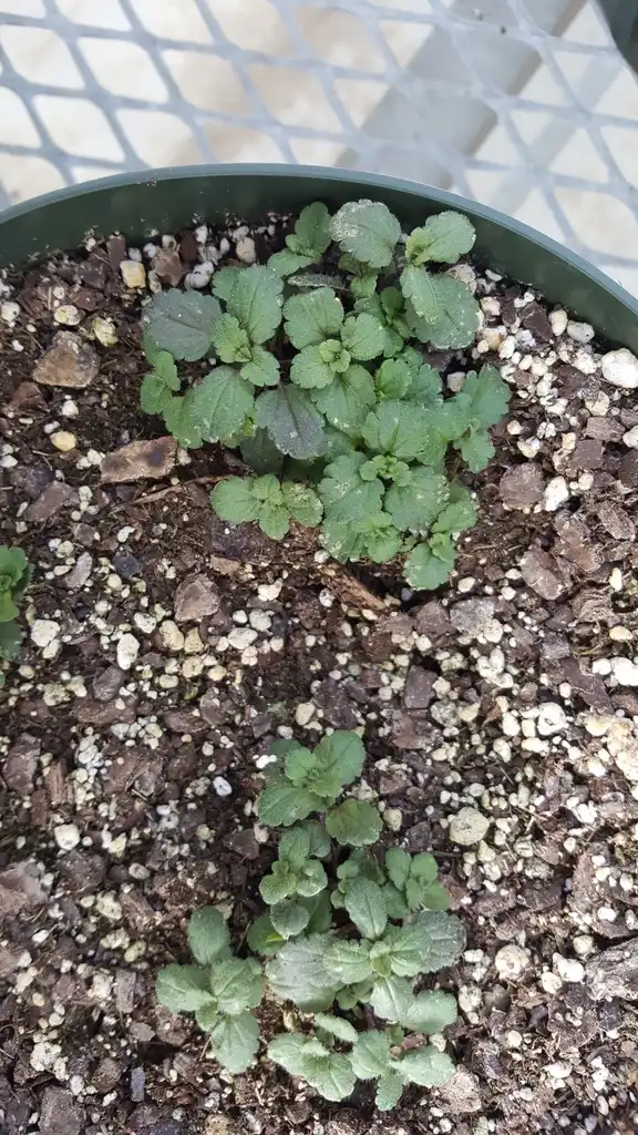 Фото Veronica arvensis (Veronica arvensiss)