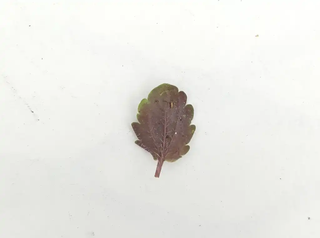 Фото Veronica arvensis (Veronica arvensiss)
