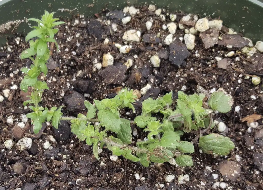 Фото Veronica arvensis - Plant:Kira Sims
