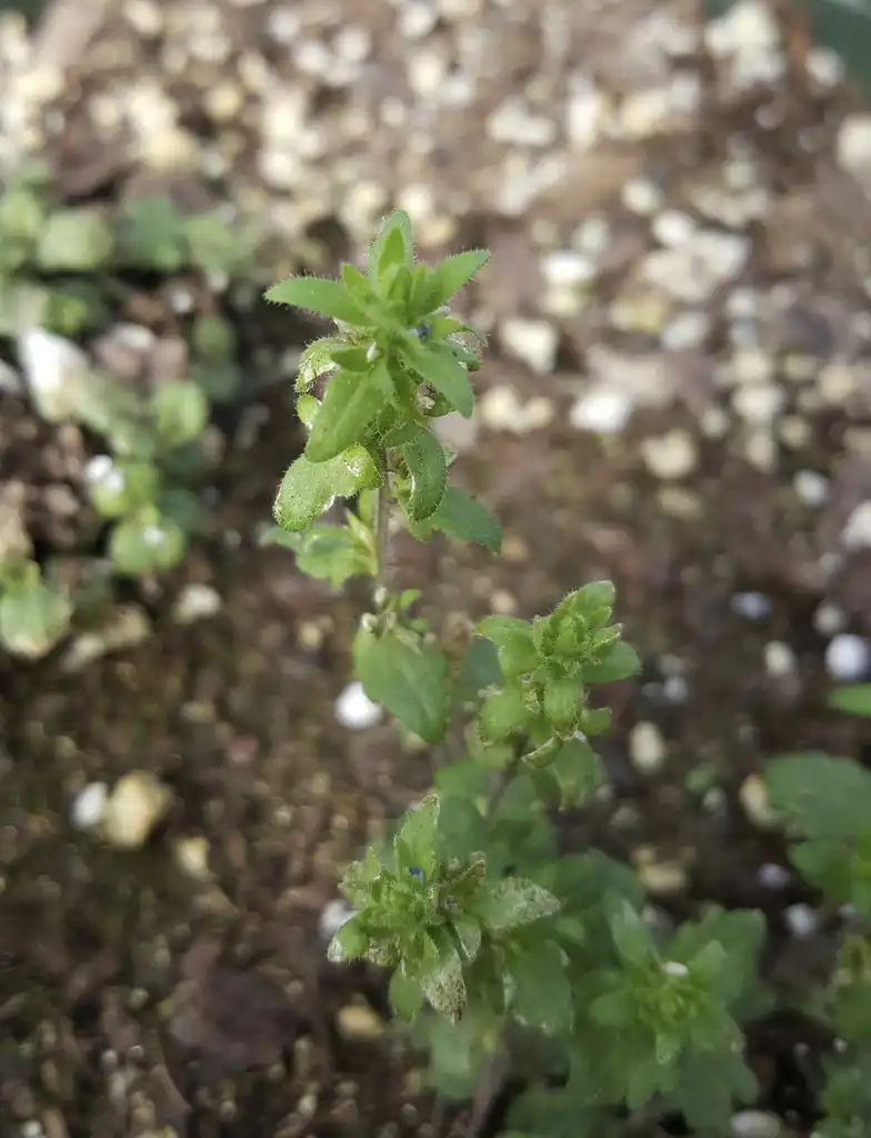 Фото Veronica arvensis - Plant:Kira Sims