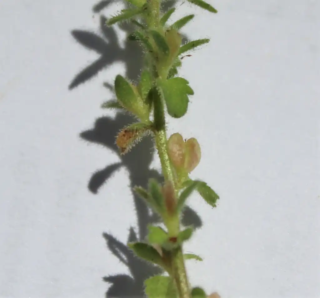Фото Veronica arvensis - Seed Pod:Kira Sims