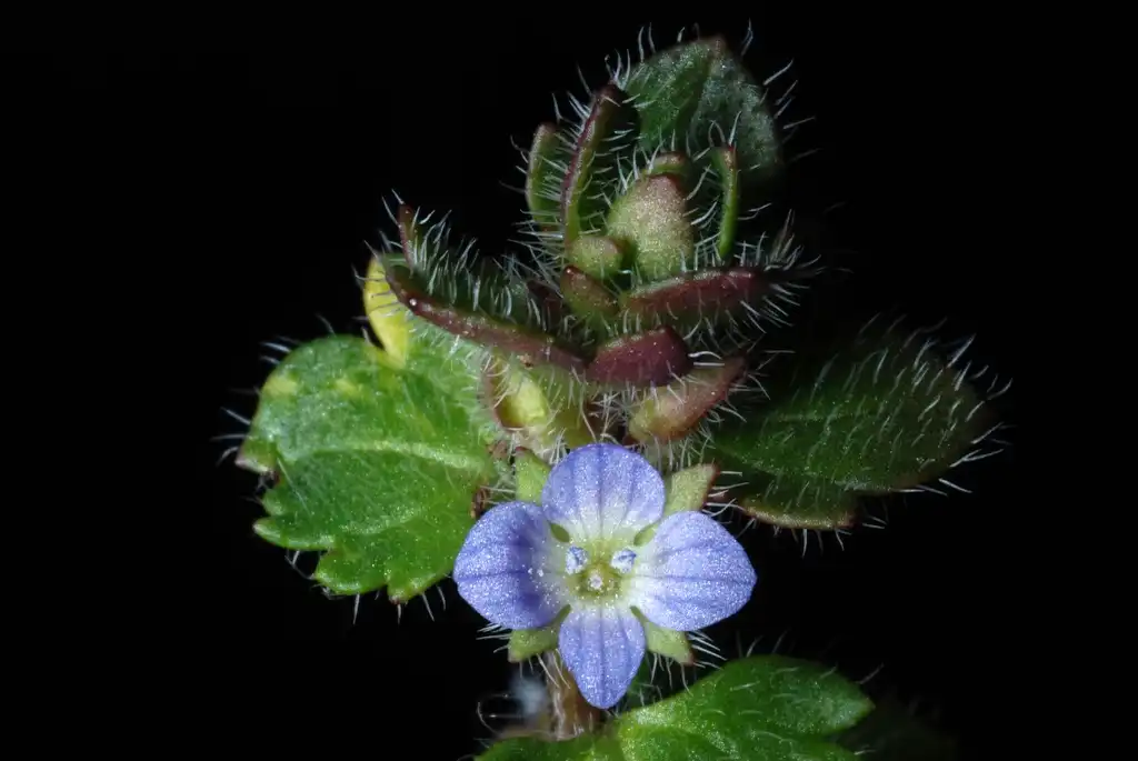 Photo of Veronica hederifolia (Veronica hederifolias)