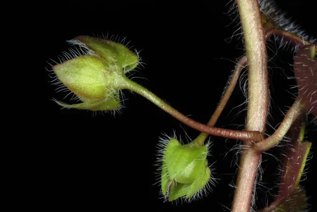 Photo of Veronica hederifolia (Veronica hederifolias)