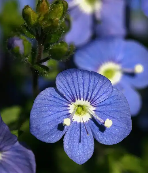 Foto de Veronica peduncularis (Veronica pedunculariss)
