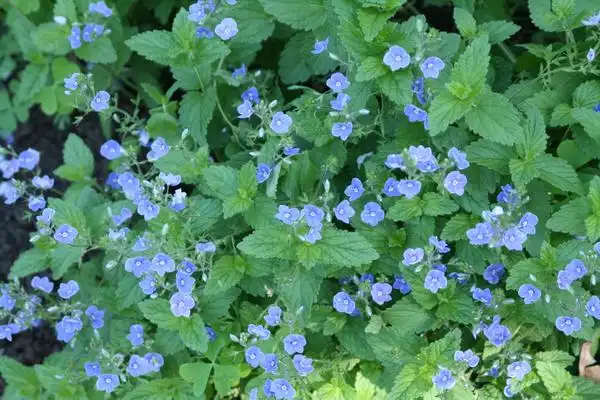 Foto de Veronica peduncularis (Veronica pedunculariss)