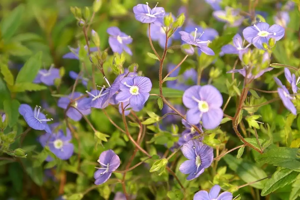 Foto de Veronica peduncularis - Flowers and stem:David J. Stang