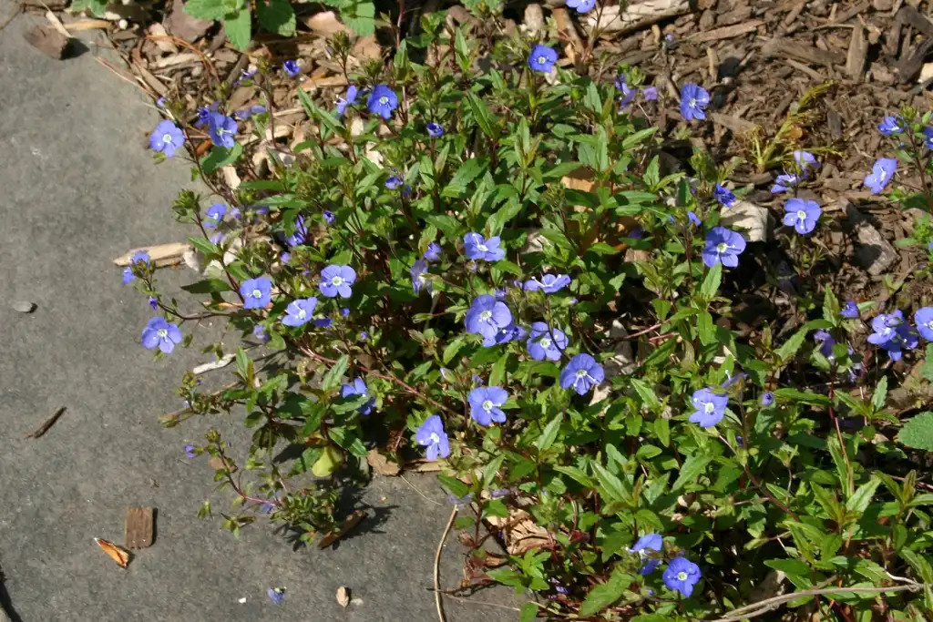 Foto de Veronica peduncularis - Form:Jhonny