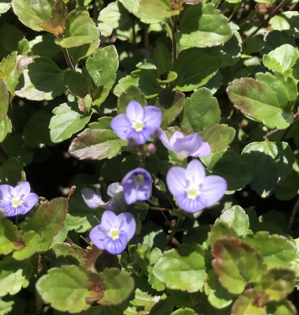 Photo of Veronica persica (Veronica persicas)