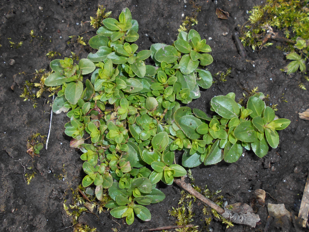 Фото Veronica serpyllifolia (Veronica serpyllifolias)