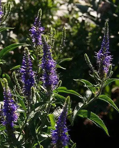 Photo of Veronica (Veronicas)