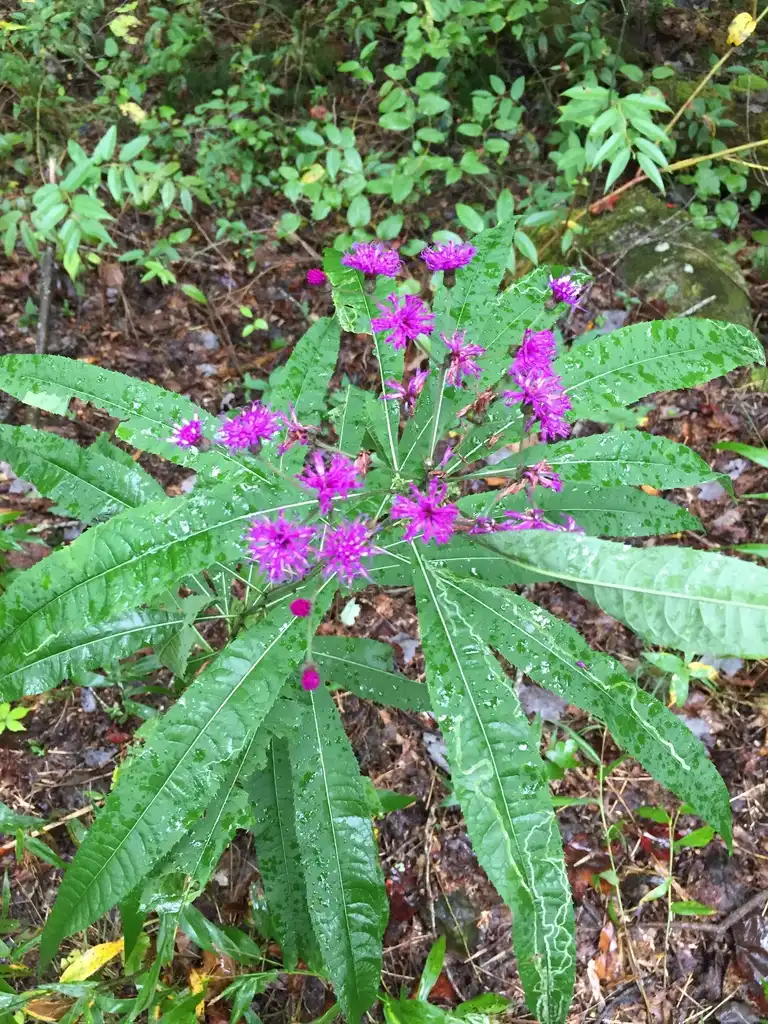 Photo of Veronica - form, Great Smokey Mts National Park:Stacy Hodes