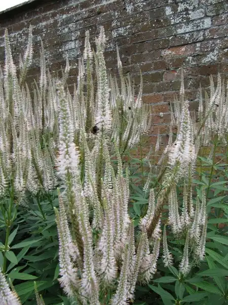 Photo of Veronicastrum virginicum (Veronicastrum virginicums)