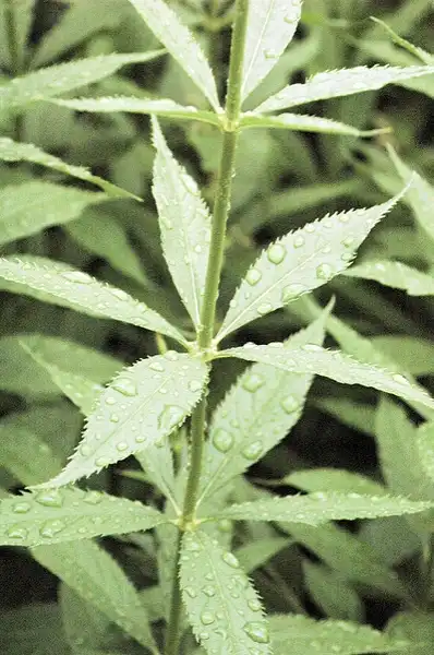 Photo of Veronicastrum virginicum (Veronicastrum virginicums)