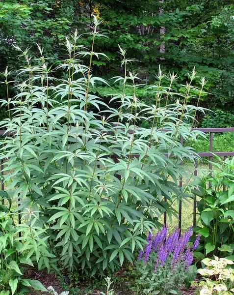 Photo of Veronicastrum virginicum - :mwmw1916