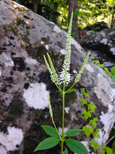 Photo of Veronicastrum virginicum - :Fritz Flohr Reynolds