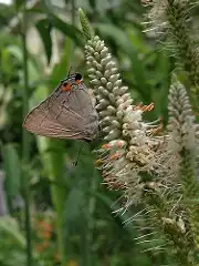 Photo of Veronicastrum virginicum - :Fritz Flohr Reynolds