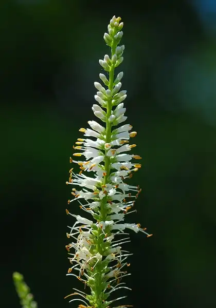 Photo of Veronicastrum virginicum - :Joshua Mayer