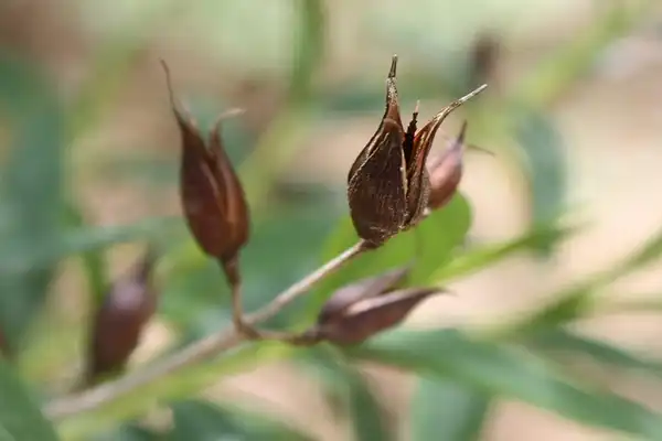 Photo of Veronicastrum virginicum - :Courtney McGough