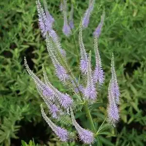 Photo of Veronicastrum virginicum - Veronicastrum virginicum flower spikes:Debbie Roos