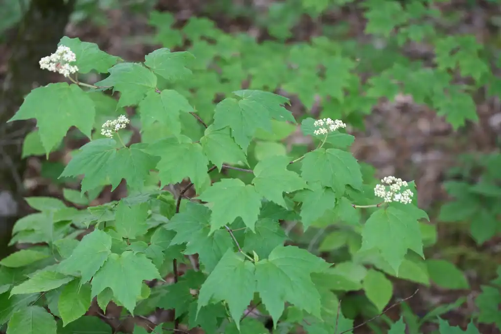 Photo of Viburnum acerifolium (Viburnum acerifoliums)