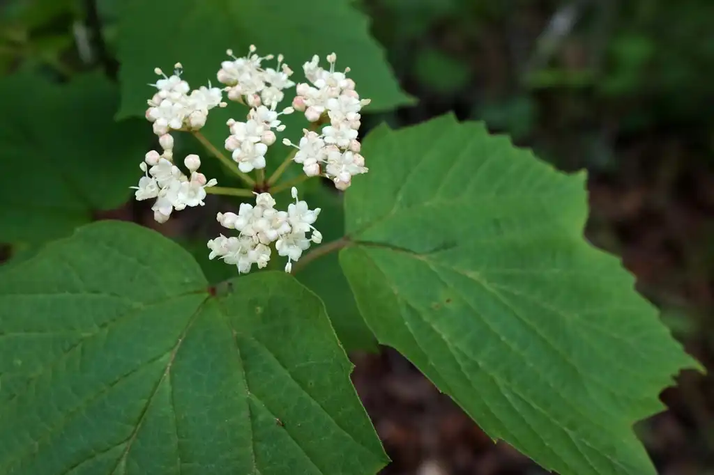 Photo of Viburnum acerifolium (Viburnum acerifoliums)