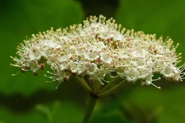 Photo of Viburnum acerifolium - Flowers:Tom Potterfield