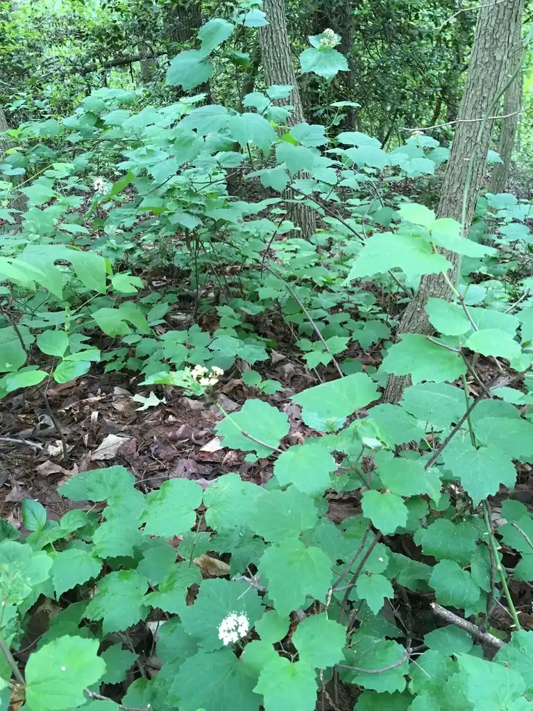 Photo of Viburnum acerifolium - Native habitat:plaisant