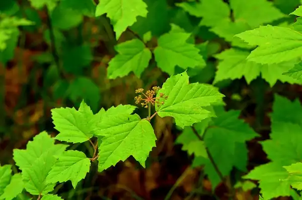 Photo of Viburnum acerifolium - Leaves:Joshua Mayer