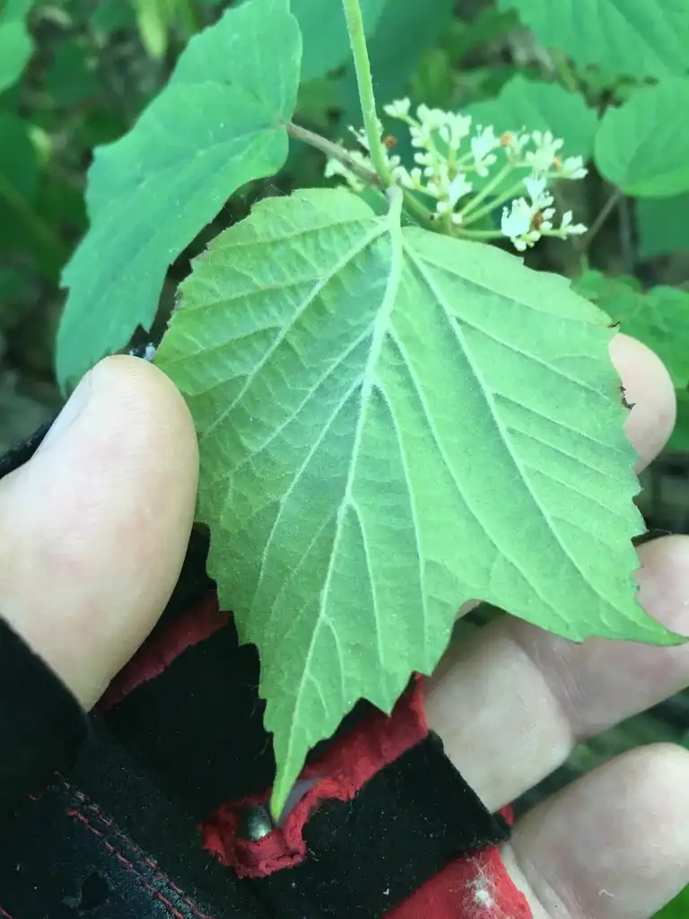 Photo of Viburnum acerifolium - Underside of leaf:Jeff Skrentny