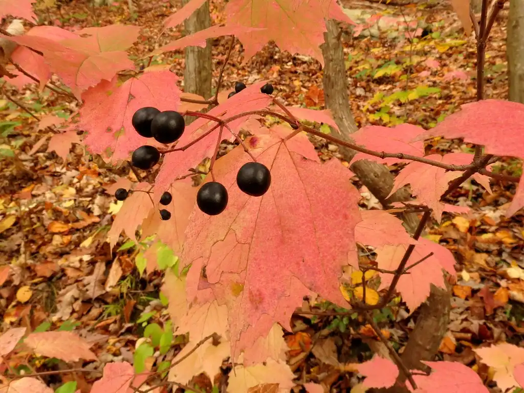 Photo of Viburnum acerifolium - Fruit:Katja Schulz