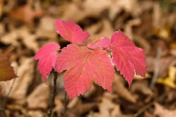 Photo of Viburnum acerifolium - Fall color:Tom Potterfield