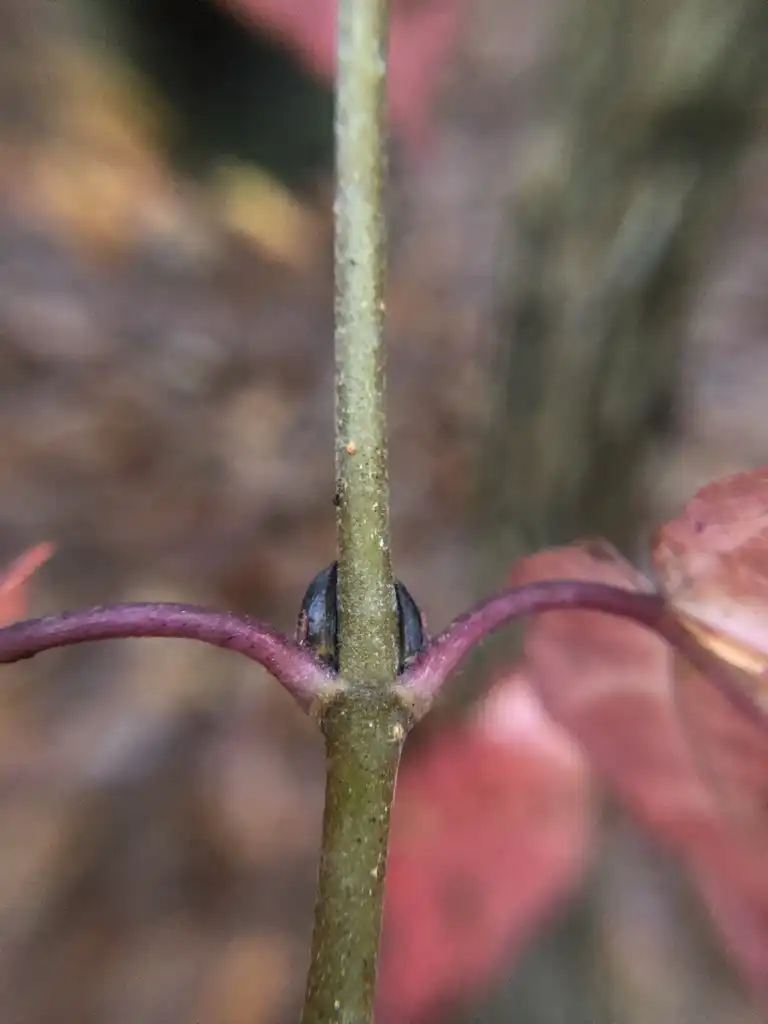 Photo of Viburnum acerifolium - Stem:jennifervb