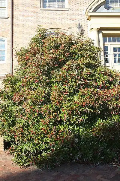 Photo of Viburnum awabuki 'Chindo' (Viburnum awabuki 'Chindo's)
