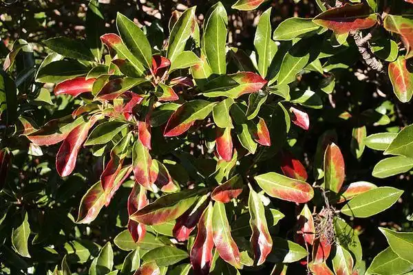 Photo of Viburnum awabuki 'Chindo' (Viburnum awabuki 'Chindo's)