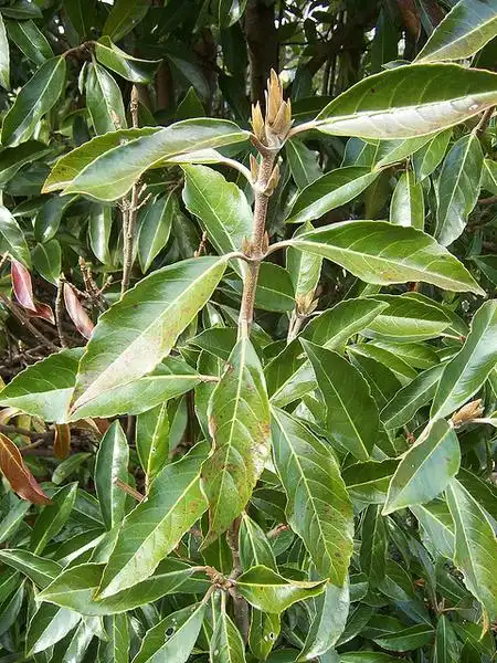 Photo of Viburnum awabuki 'Chindo' - Viburnum awabuki 'Chindo' stem and leaf detail:Phillip Merritt