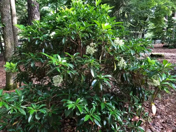 Photo of Viburnum awabuki 'Chindo' - Viburnum awabuki 'Chindo' in bloom:B Goodman