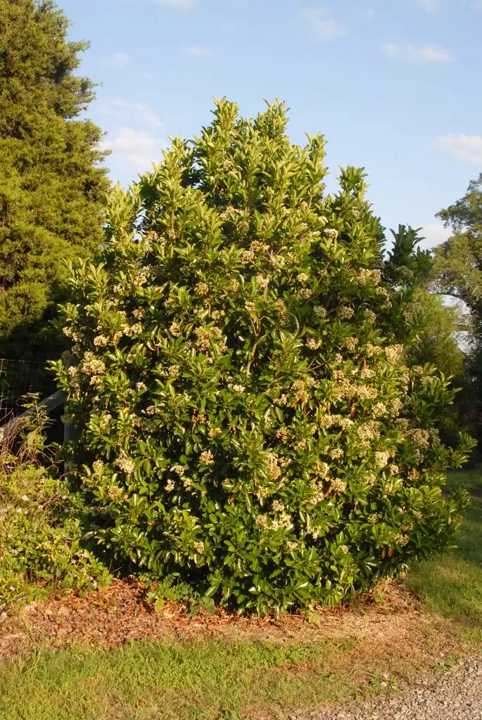 Photo of Viburnum awabuki 'Chindo' - Form:Jim Robbins