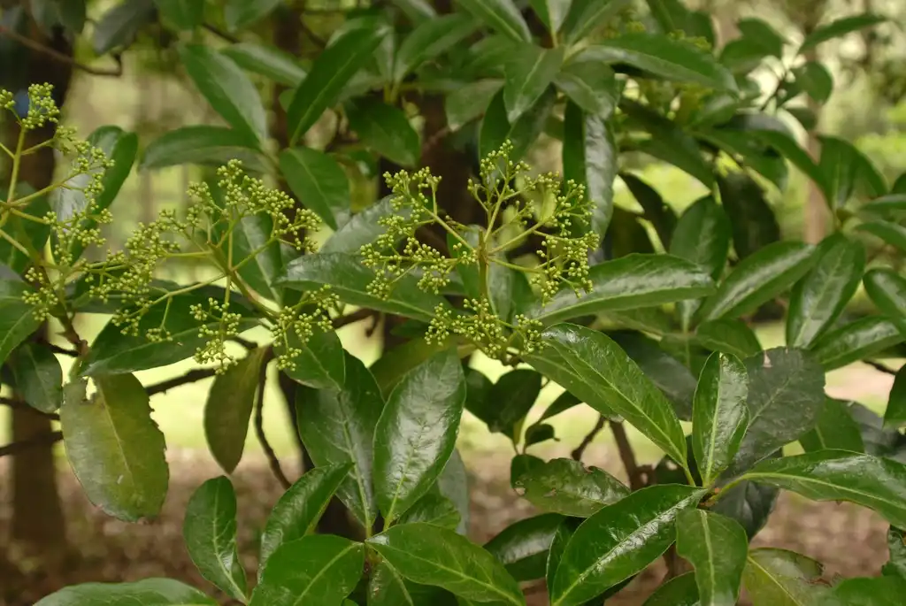 Photo of Viburnum awabuki 'Chindo' - Flower Bud:Jim Robbins