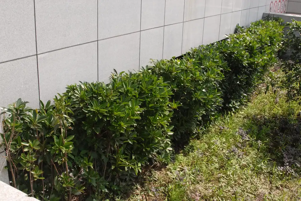 Photo of Viburnum awabuki 'Chindo' - Hedge:Jim Robbins