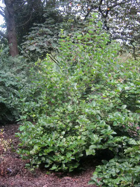 Photo of Viburnum bracteatum (Viburnum bracteatums)