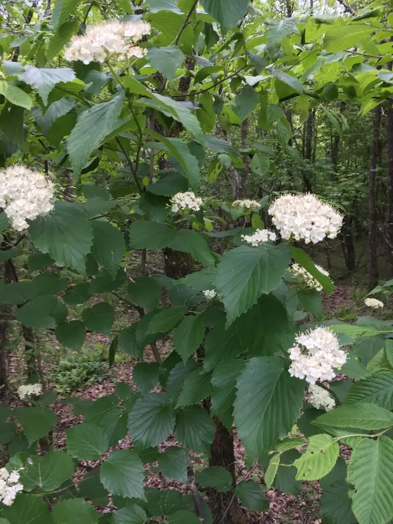 Photo of Viburnum bracteatum (Viburnum bracteatums)