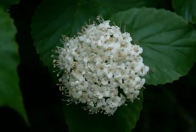 Photo of Viburnum bracteatum - Flowers:Bart Jones