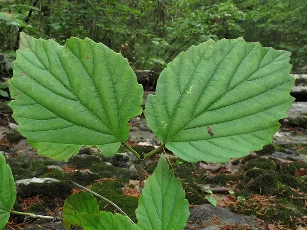 Photo of Viburnum bracteatum - :Alan Cressler