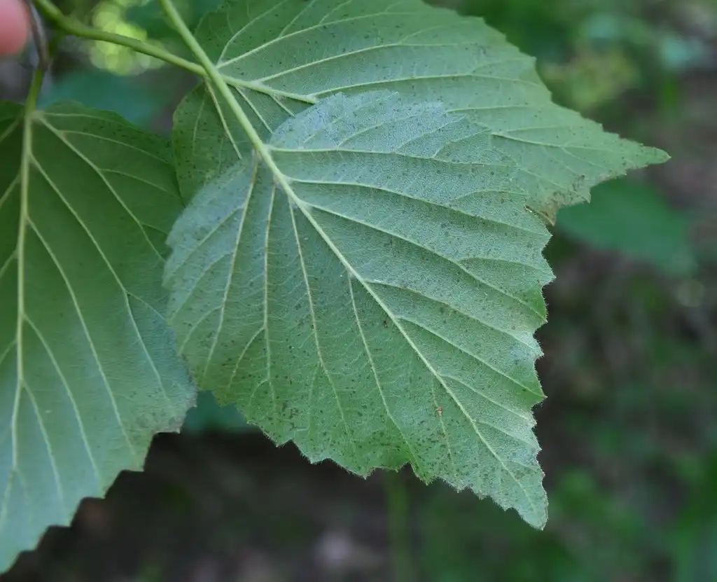 Photo of Viburnum bracteatum - Underside of leaf:Karen Willard